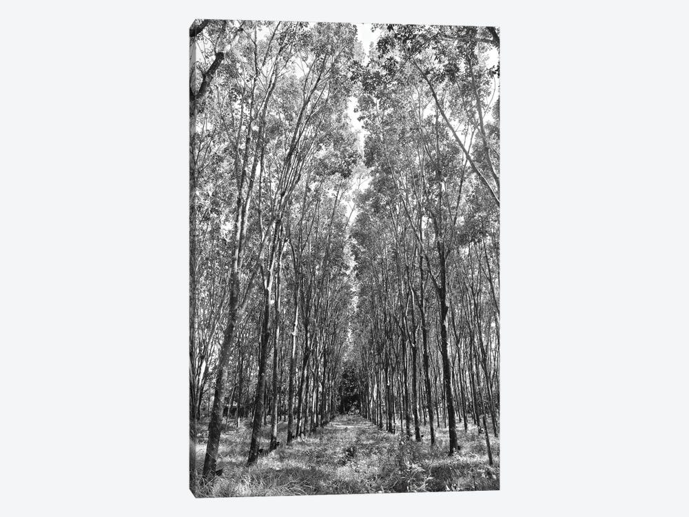Rubber Trees in Black&White by Susan Vizvary 1-piece Canvas Print