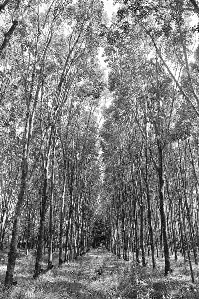 Susan Vizvary: Rubber Trees in Black&White by Susan Vizvary