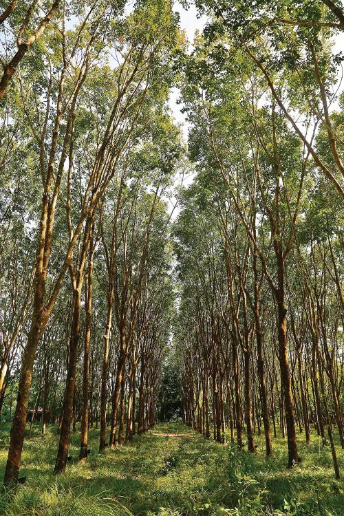 Rubber Trees in Color