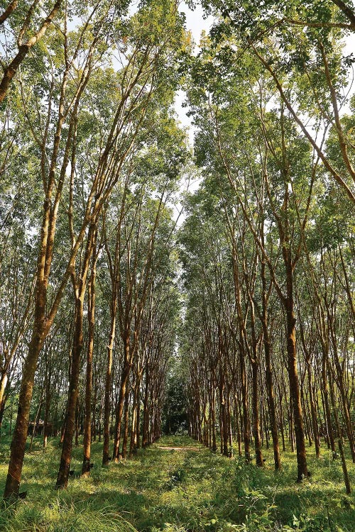 Rubber Trees in Color by Susan Vizvary wall art