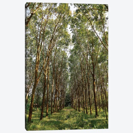 Rubber Trees in Color Canvas Print #SUV85} by Susan Vizvary Art Print