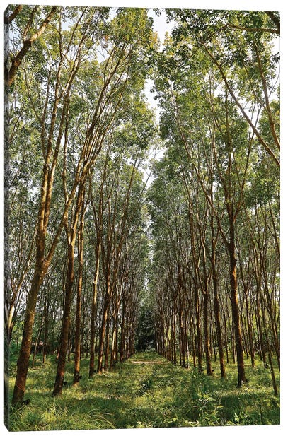 Rubber Trees in Color Canvas Art Print - Susan Vizvary