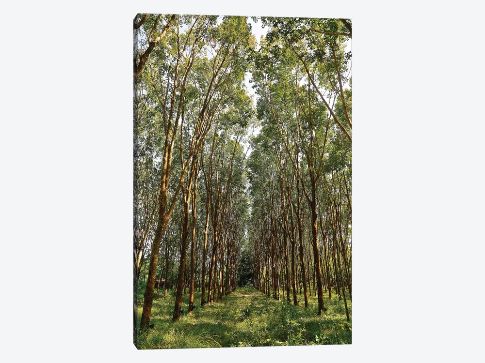 Rubber Trees in Color by Susan Vizvary 1-piece Canvas Artwork