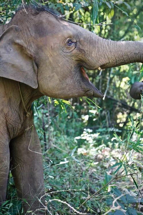 Thai Baby Elephant