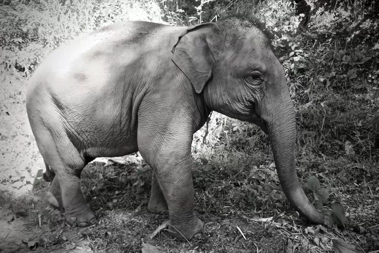 Thai Baby Elephant in Black&White