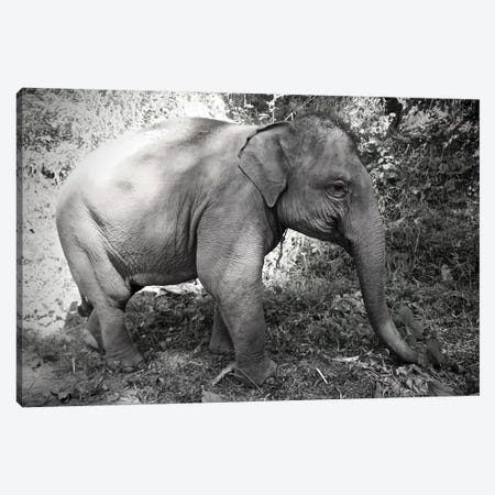 Thai Baby Elephant in Black&White Canvas Print #SUV99} by Susan Vizvary Canvas Art Print