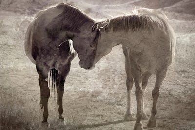 Sweet Nothings II by Steve Toole canvas print