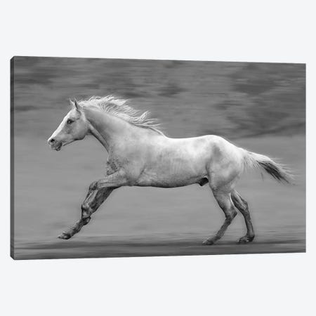 Galloping Palomino Canvas Print #SVE105} by Steve Toole Canvas Artwork