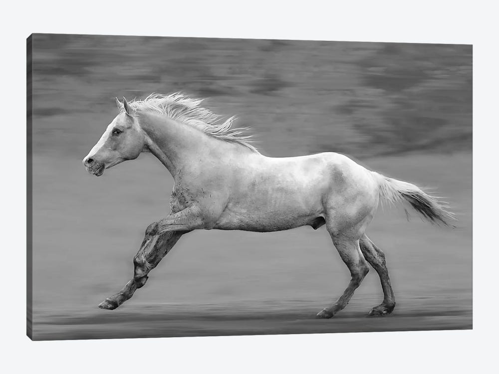 Galloping Palomino by Steve Toole 1-piece Canvas Artwork