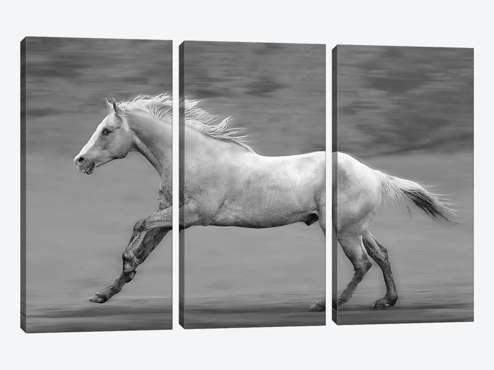 Galloping Palomino by Steve Toole 3-piece Canvas Art
