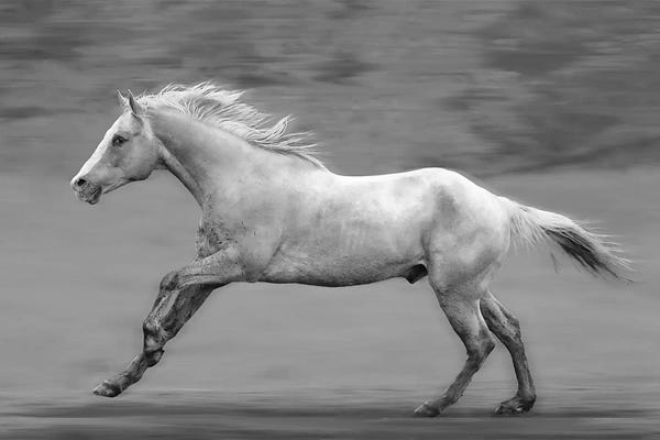 Steve Toole: Galloping Palomino by Steve Toole
