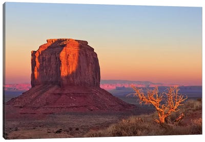 Morning in the Desert Canvas Art Print - Steve Toole