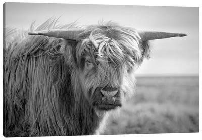 Highland Cow I Canvas Art Print - Steve Toole