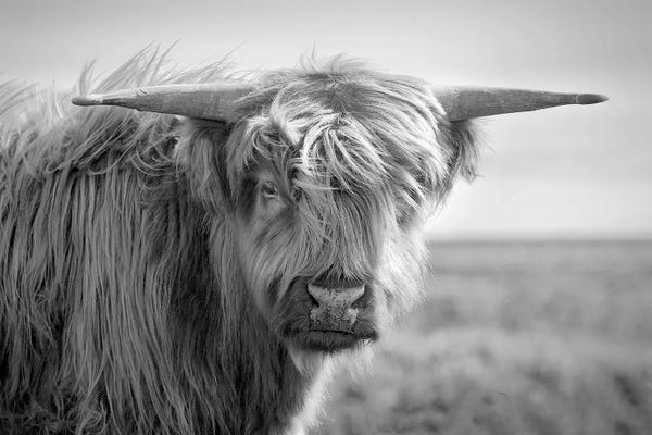 Steve Toole: Highland Cow I by Steve Toole