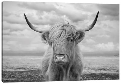 Highland Cow II Canvas Art Print - Steve Toole