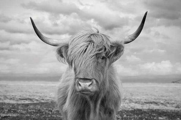 Steve Toole: Highland Cow II by Steve Toole