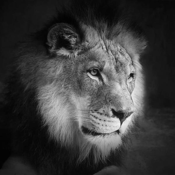 Steve Toole: Leo by Steve Toole