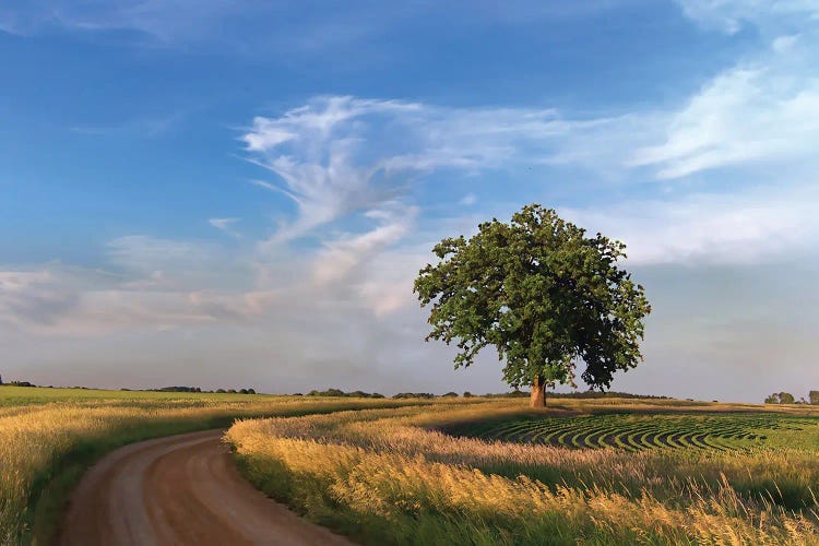 Sunday Drive by Steve Toole wall art