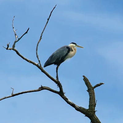 Bird's Eye View by Steve Toole metal wall art