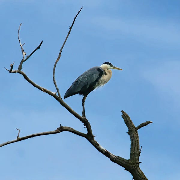 Steve Toole: Bird's Eye View by Steve Toole