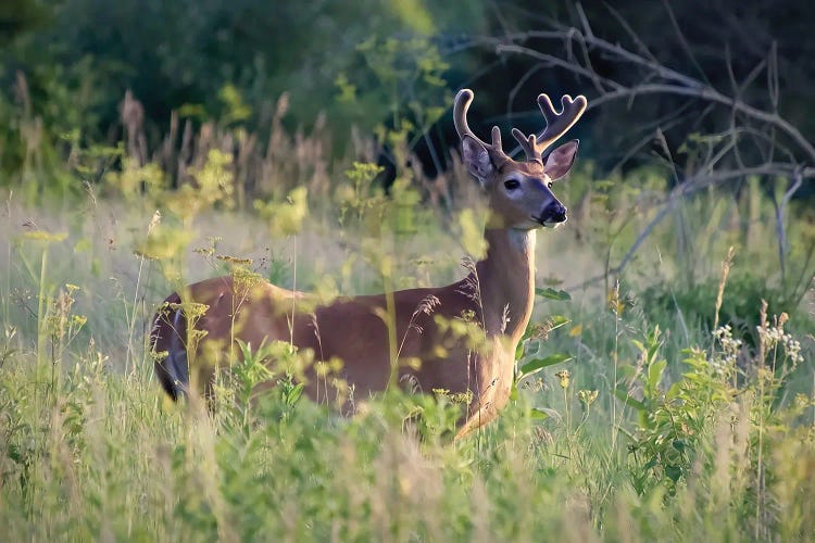 Velvet Buck