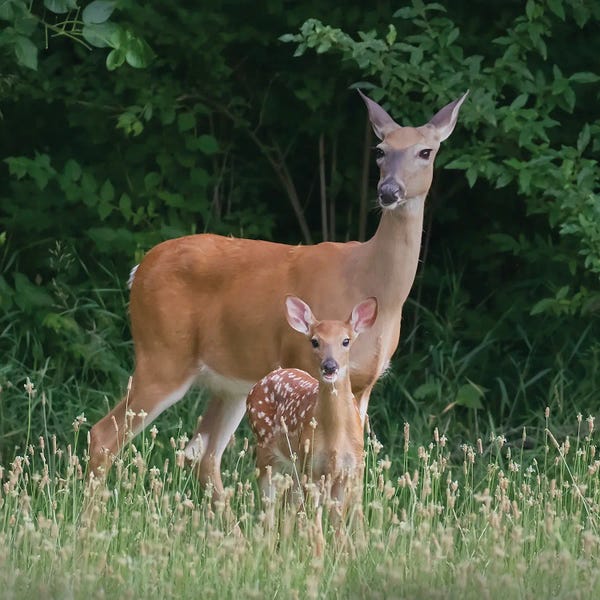Deer: Breakfast With Mom by Steve Toole