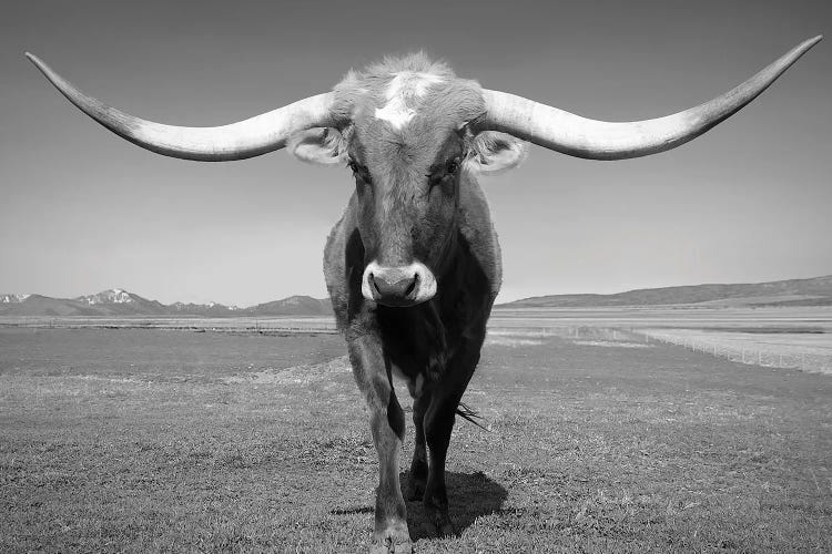 Longhorn by Steve Toole wall art
