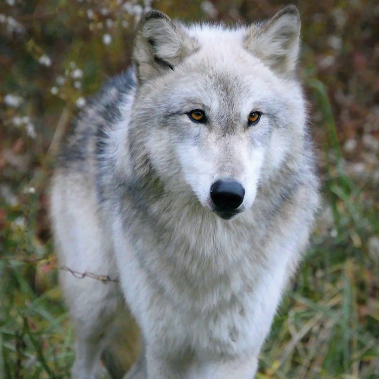 gray wolf face blue eyes