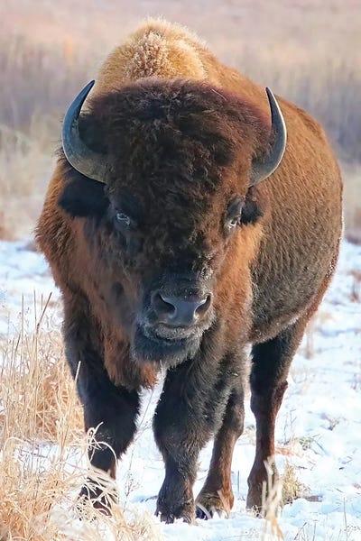 Steve Toole: Big Man On Campus by Steve Toole