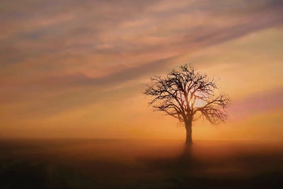 Awakenings by Steve Toole art print