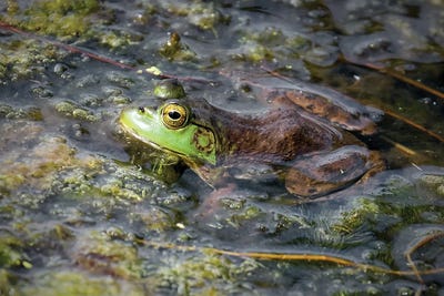 Hey Bullfrog by Steve Toole gallery poster