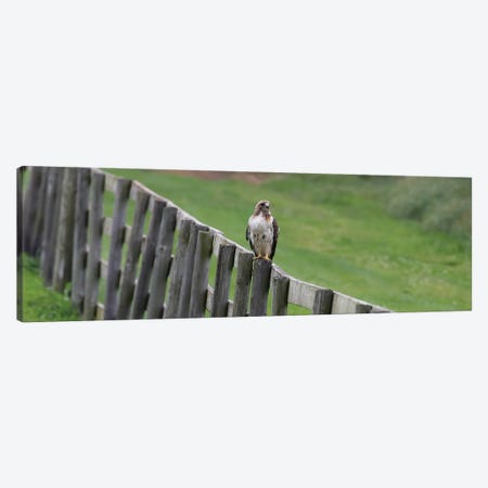 Sitting On The Fence Canvas Print #SVE21} by Steve Toole Canvas Print