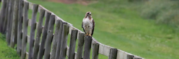 Sitting On The Fence