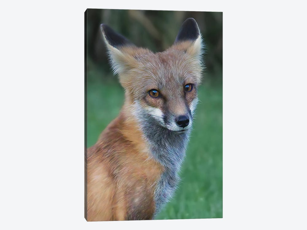 Red Fox by Steve Toole 1-piece Canvas Artwork