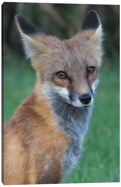 Red Fox Canvas Art Print - Steve Toole