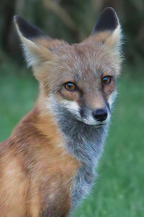 Red Fox