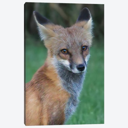 Red Fox Canvas Print #SVE22} by Steve Toole Canvas Print
