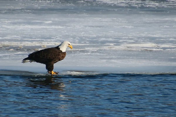 Steve Toole: Fishing Takes Patience by Steve Toole
