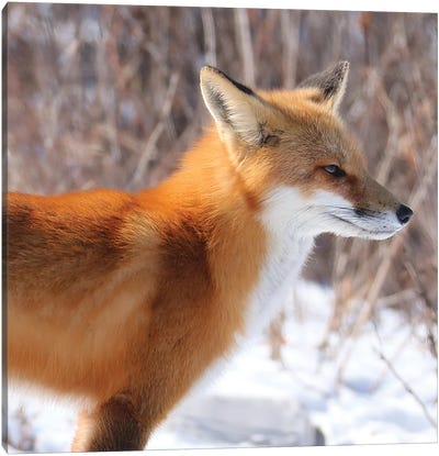 Winter Fox Canvas Art Print - Steve Toole