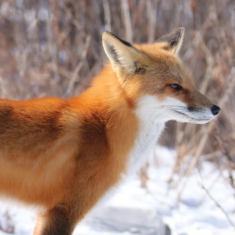 Winter Fox