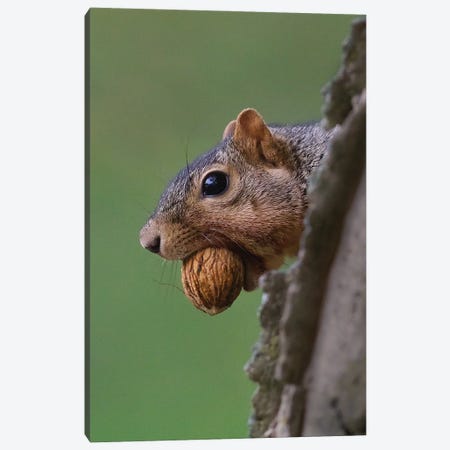 Nutty Squirrel Canvas Print #SVE26} by Steve Toole Canvas Artwork