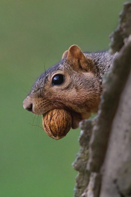 Nutty Squirrel by Steve Toole wall art