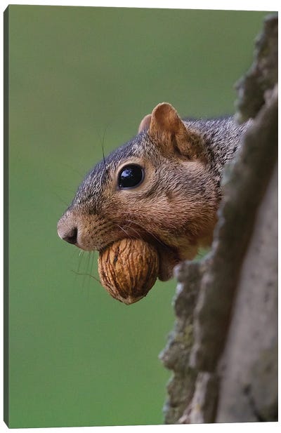 Nutty Squirrel Canvas Art Print - Rodent Art