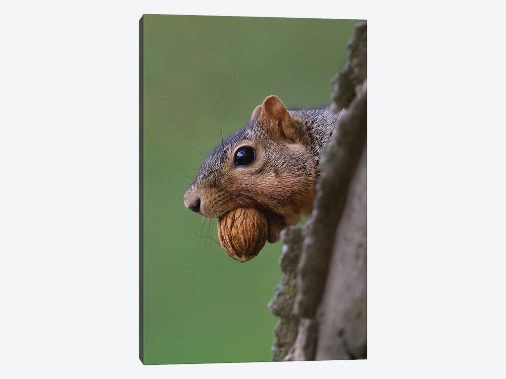 Nutty Squirrel by Steve Toole 1-piece Canvas Art