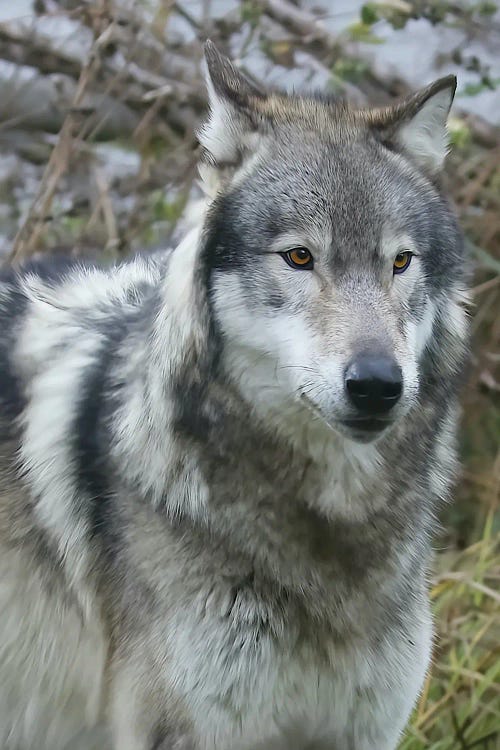 Grey Wolf