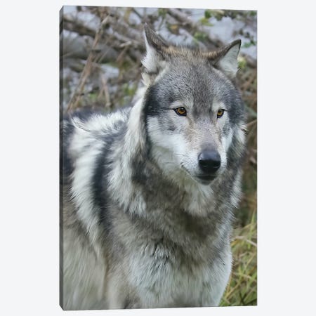 Grey Wolf Canvas Print #SVE28} by Steve Toole Art Print