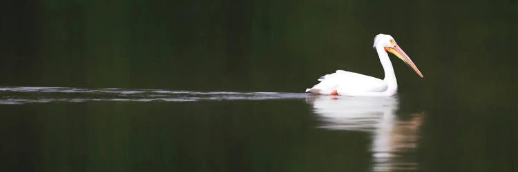 White Pelican