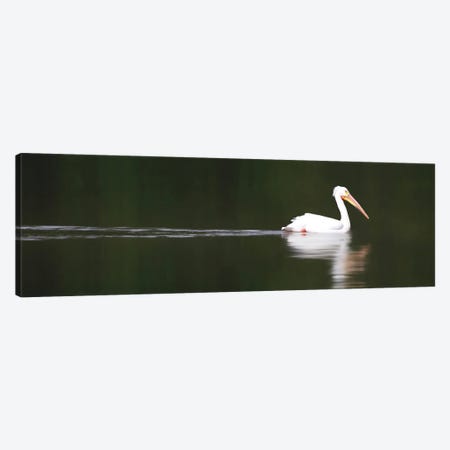 White Pelican Canvas Print #SVE29} by Steve Toole Art Print