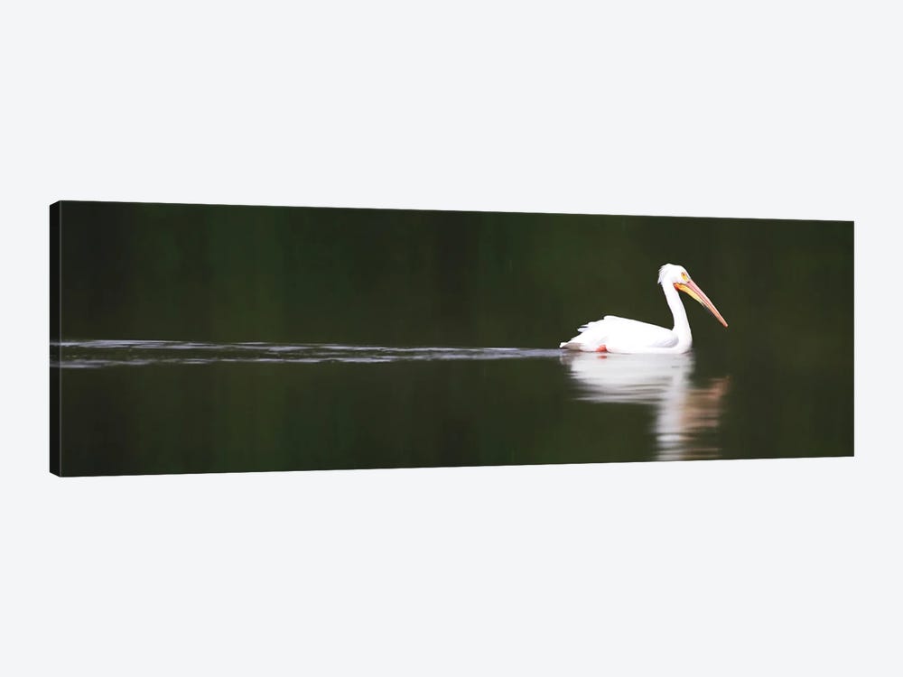 White Pelican by Steve Toole 1-piece Canvas Print