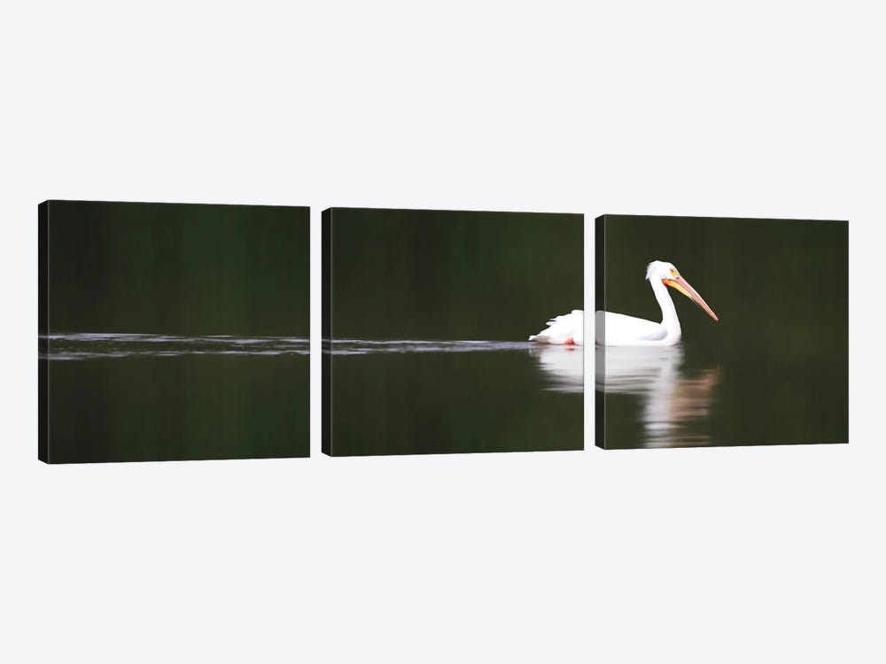 White Pelican by Steve Toole 3-piece Art Print